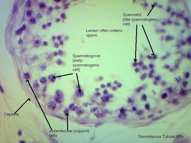Testis 400x Testis 400x